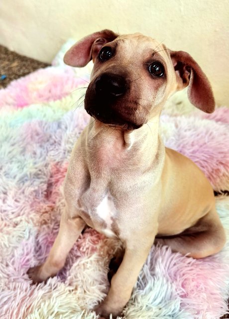 Mocha  - Mixed Breed Dog