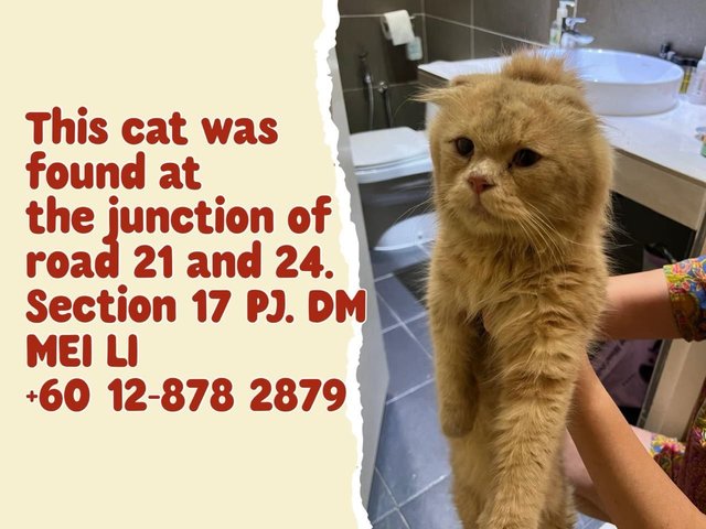 Orange Scottish Fold (Adopted) - Scottish Fold Cat