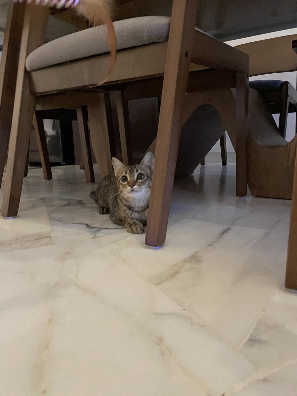 Miso - Domestic Short Hair + Tabby Cat