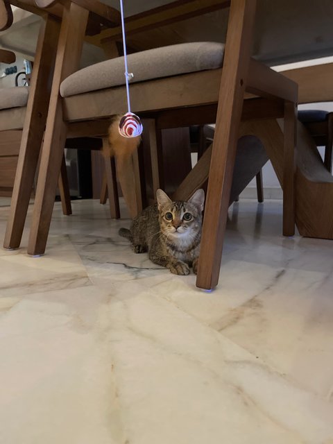 Miso - Domestic Short Hair + Tabby Cat