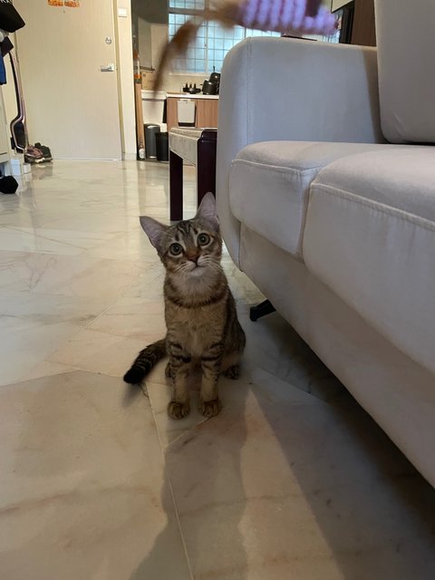 Miso - Domestic Short Hair + Tabby Cat
