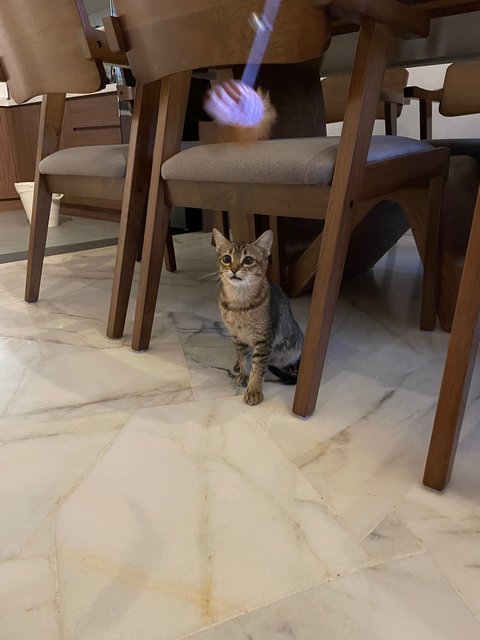 Miso - Domestic Short Hair + Tabby Cat