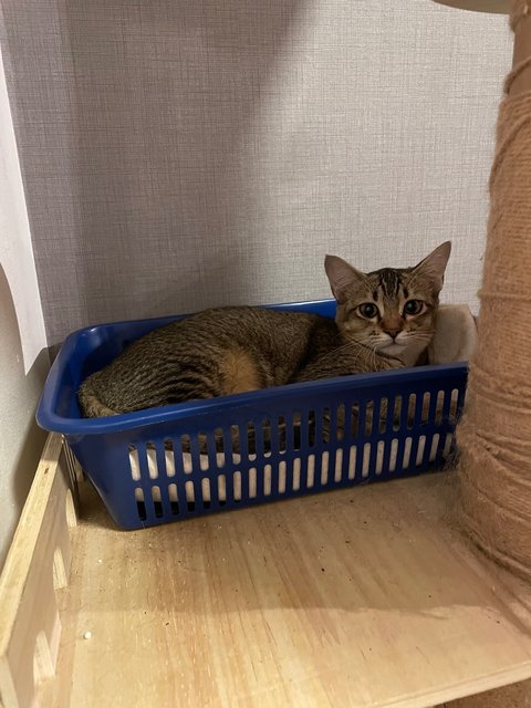 Miso - Domestic Short Hair + Tabby Cat