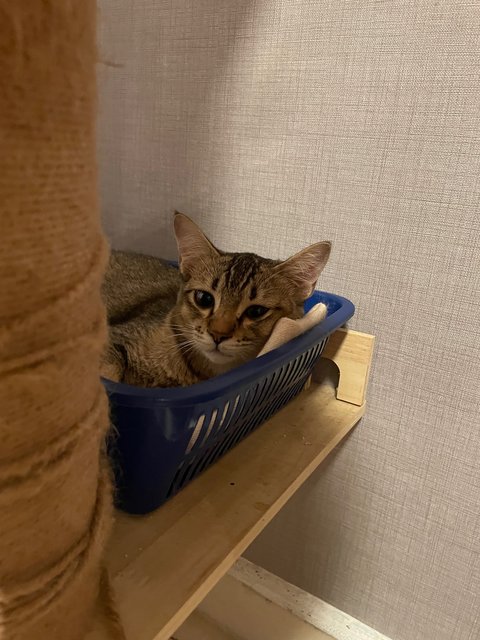 Miso - Domestic Short Hair + Tabby Cat