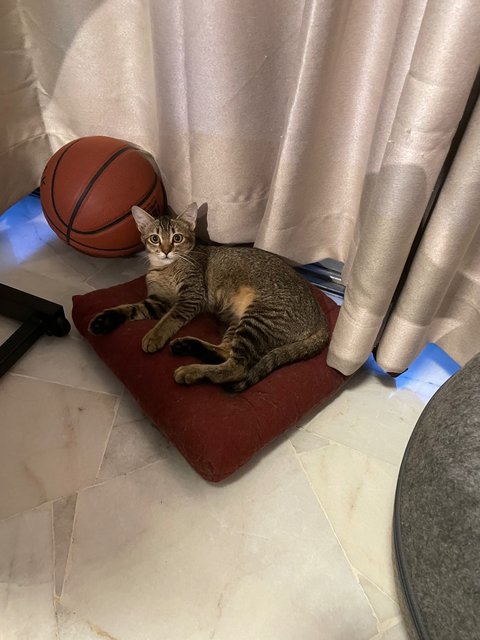 Miso - Domestic Short Hair + Tabby Cat