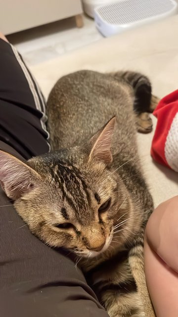 Miso - Domestic Short Hair + Tabby Cat