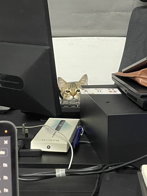 Miso - Domestic Short Hair + Tabby Cat