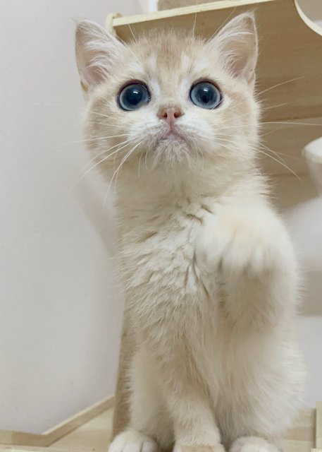 British Goldens - British Shorthair Cat