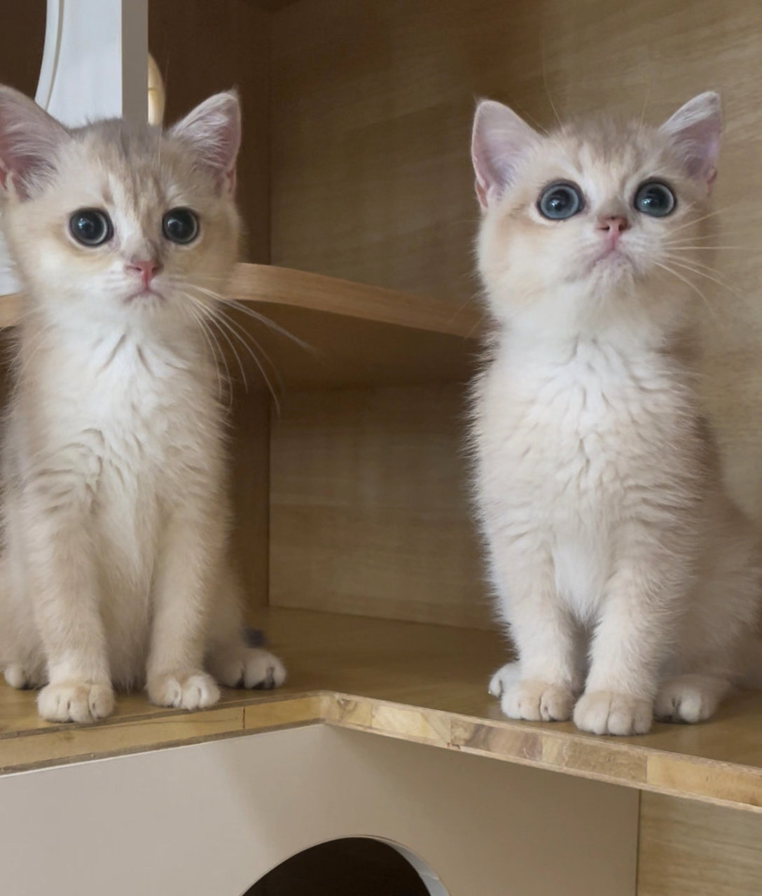 British Goldens - British Shorthair Cat