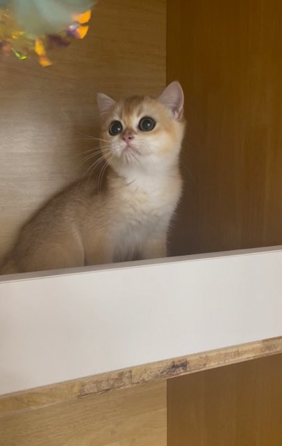 British Goldens - British Shorthair Cat