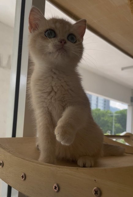 British Goldens - British Shorthair Cat