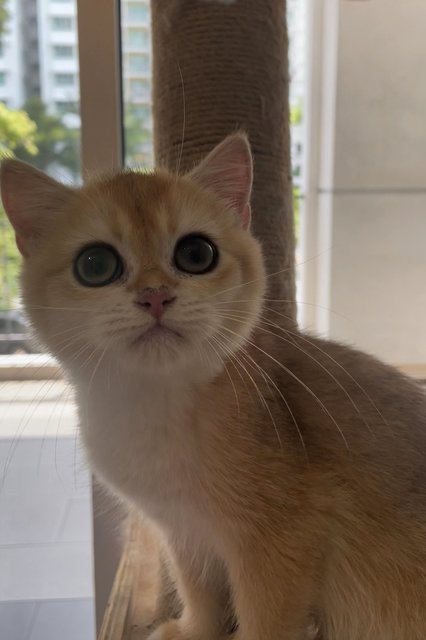 British Goldens - British Shorthair Cat