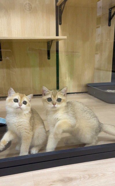 British Goldens - British Shorthair Cat
