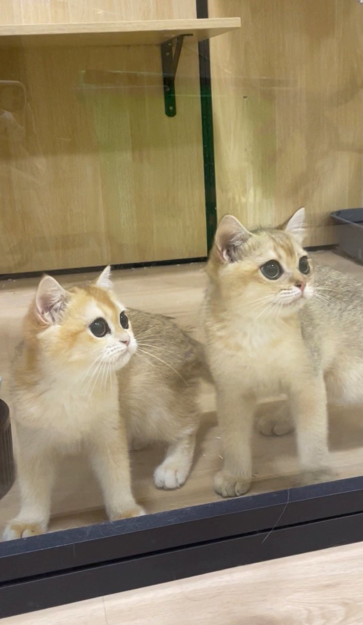 British Goldens - British Shorthair Cat