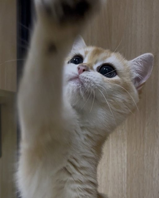 British Goldens - British Shorthair Cat