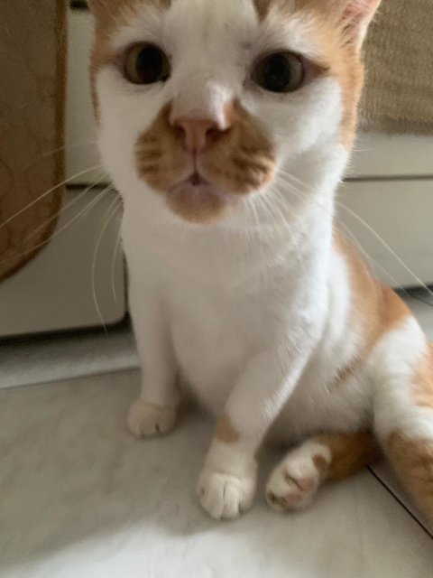Abang Brody - Domestic Short Hair Cat