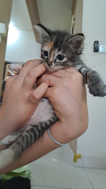 Lavender - Domestic Short Hair Cat