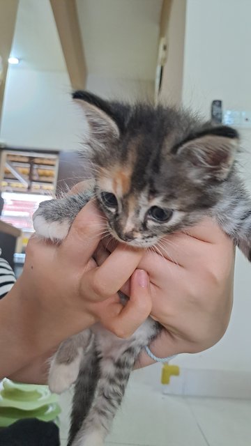 Lavender - Domestic Short Hair Cat