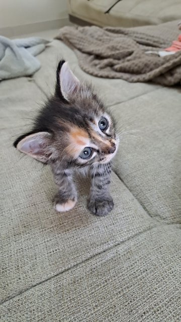 Lavender - Domestic Short Hair Cat