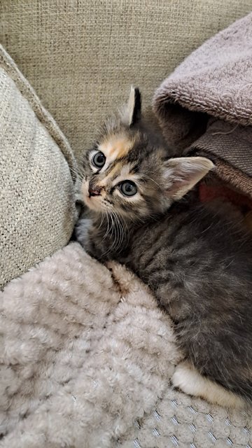 Lavender - Domestic Short Hair Cat