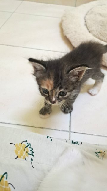 Lavender - Domestic Short Hair Cat
