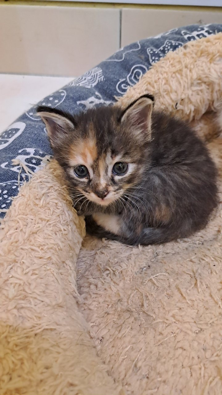 Lavender - Domestic Short Hair Cat