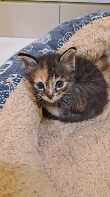 Lavender - Domestic Short Hair Cat