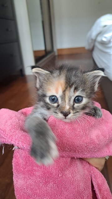 Lavender - Domestic Short Hair Cat