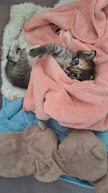 Lavender - Domestic Short Hair Cat