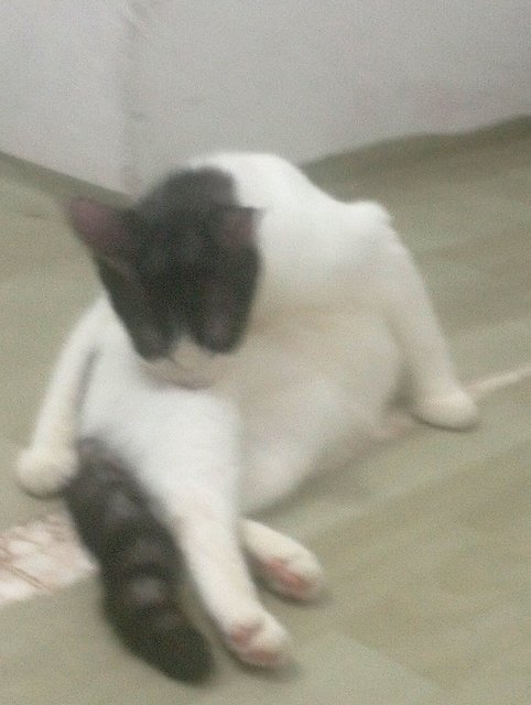 Tam Tih - American Shorthair + Domestic Short Hair Cat
