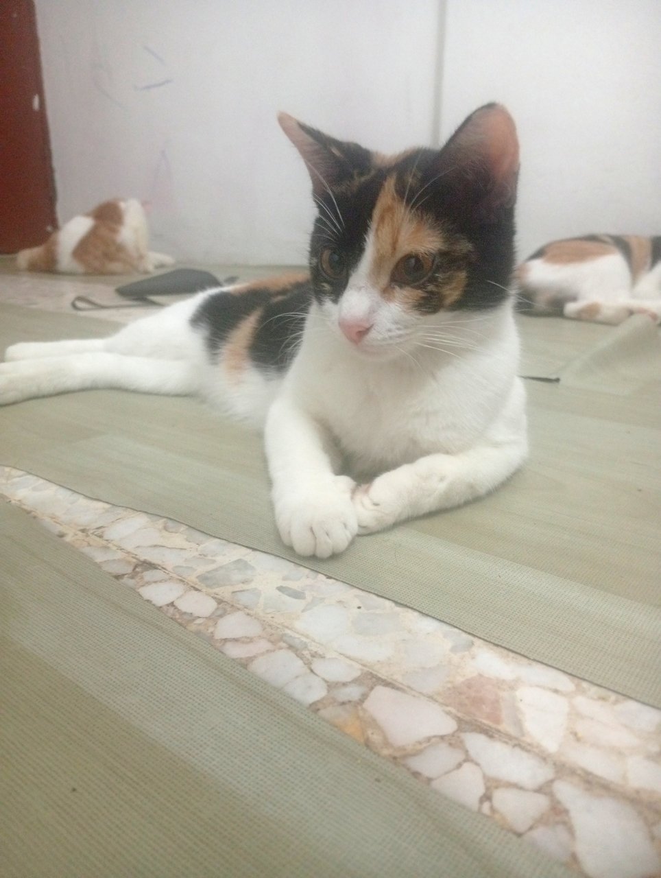 Mok - American Shorthair + Domestic Short Hair Cat
