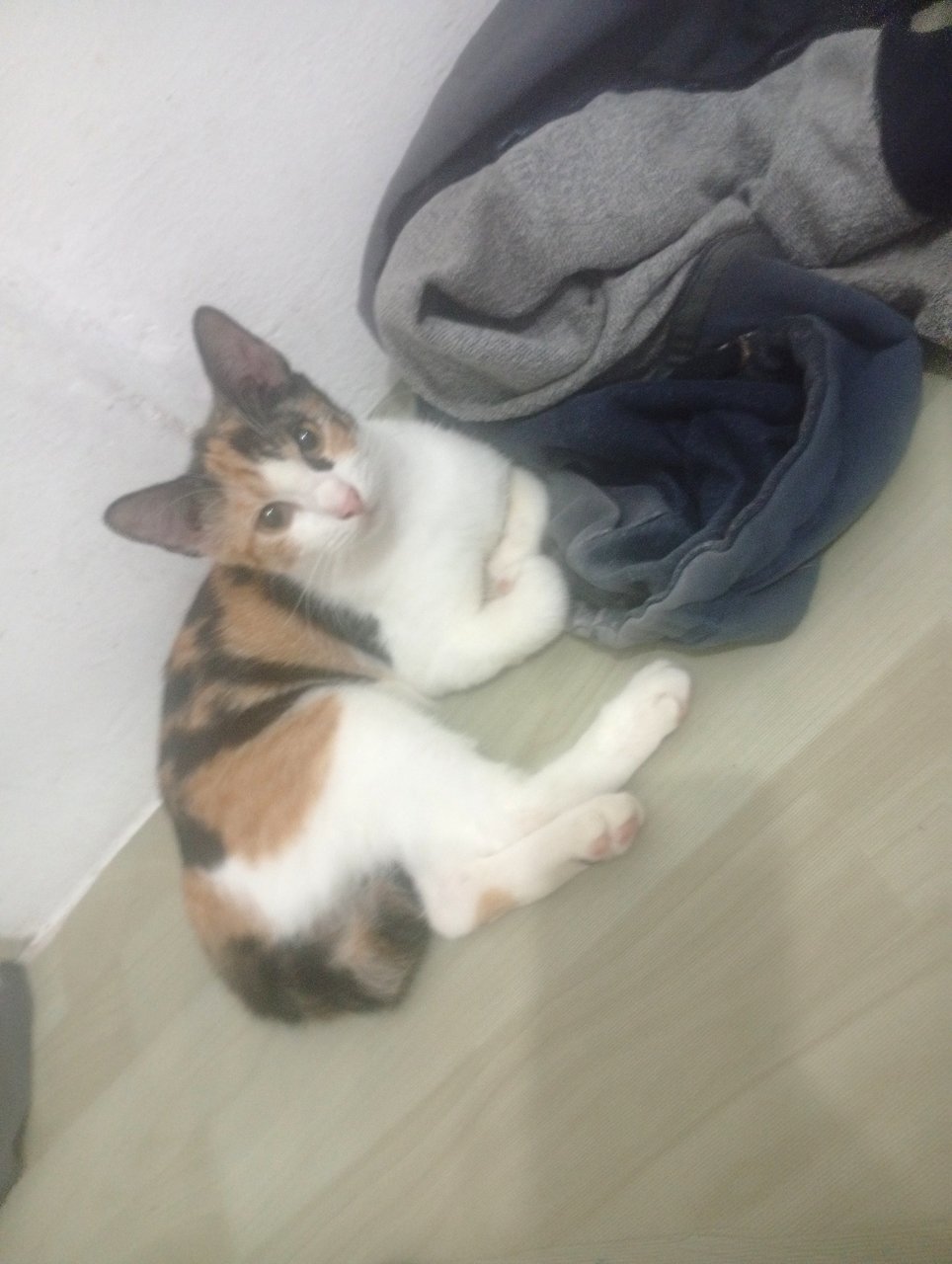 Mek - American Shorthair + Domestic Short Hair Cat