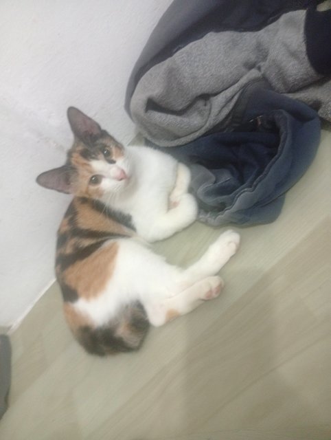 Mek - American Shorthair + Domestic Short Hair Cat