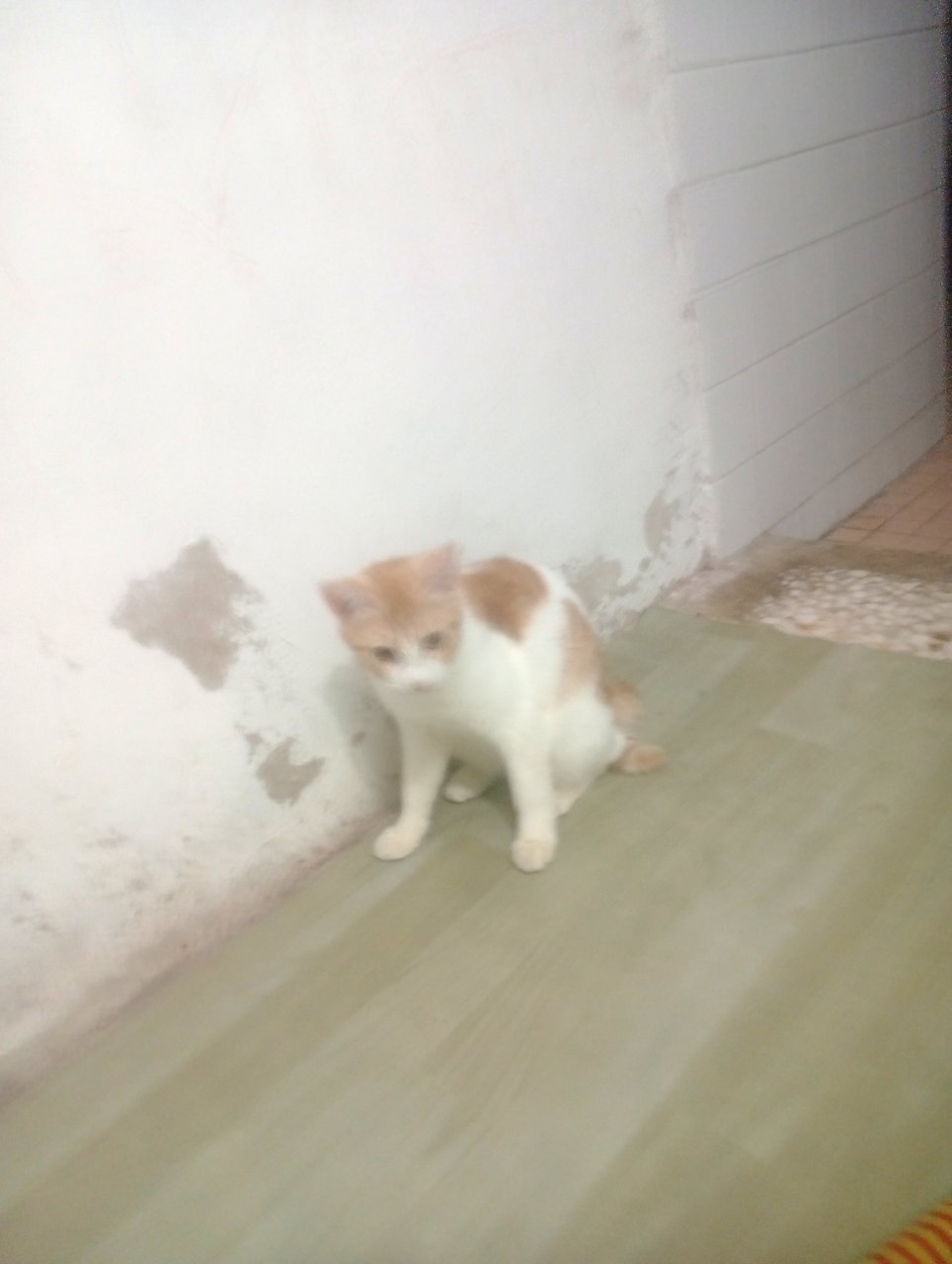 Oyen San - American Shorthair + Domestic Short Hair Cat