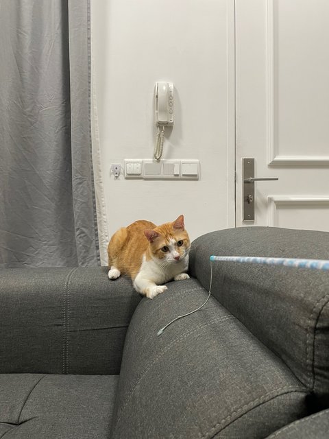 Cikcik  - Domestic Short Hair + Tabby Cat