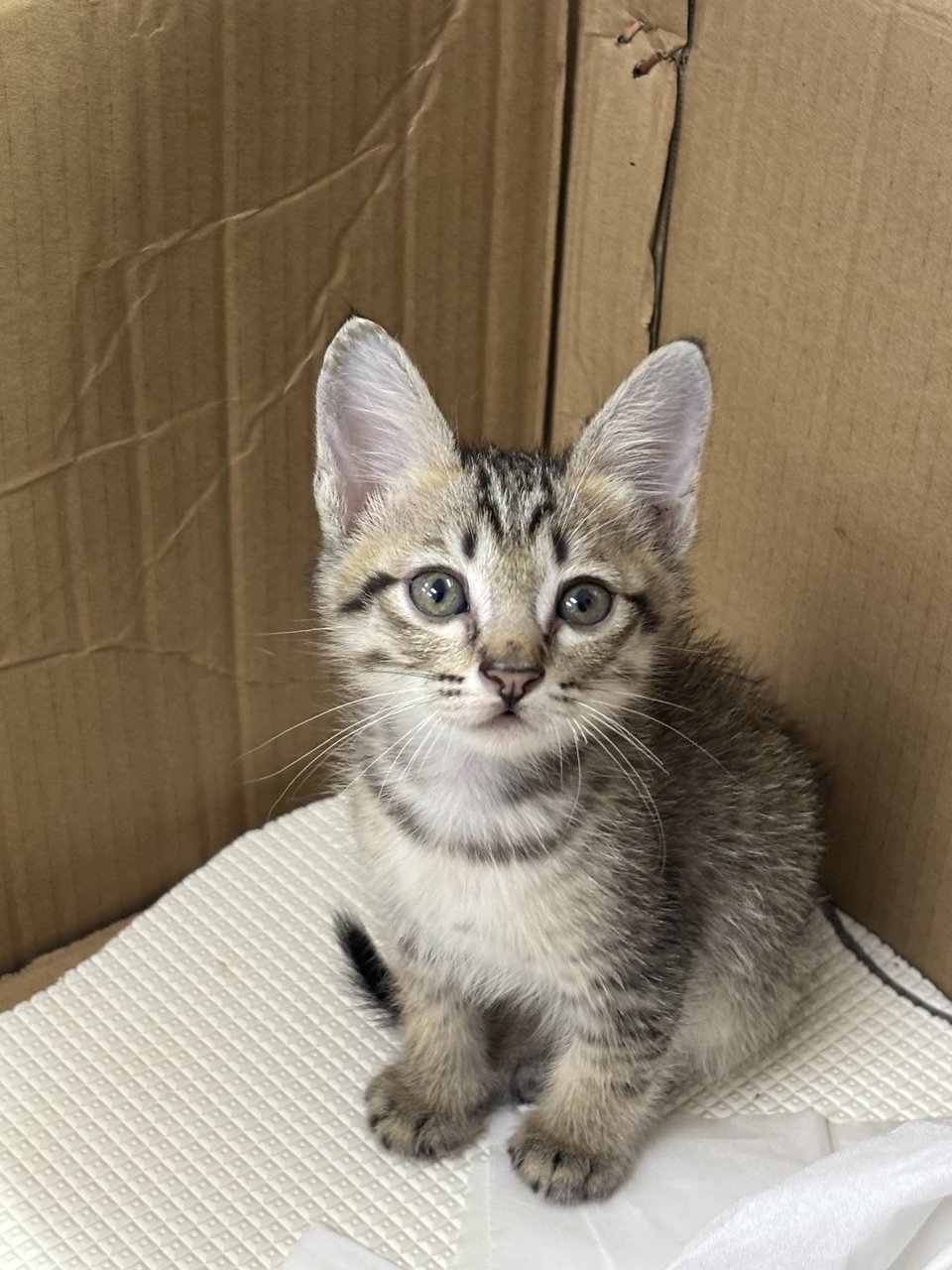 Lei Lei - Tabby Cat