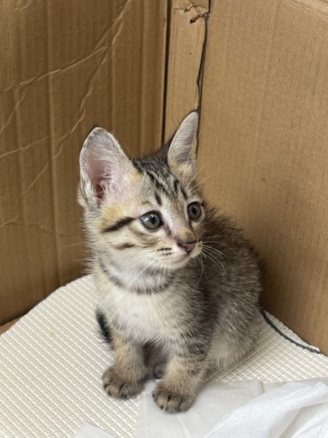 Lei Lei - Tabby Cat