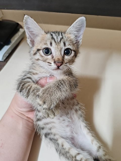 Lei Lei - Tabby Cat