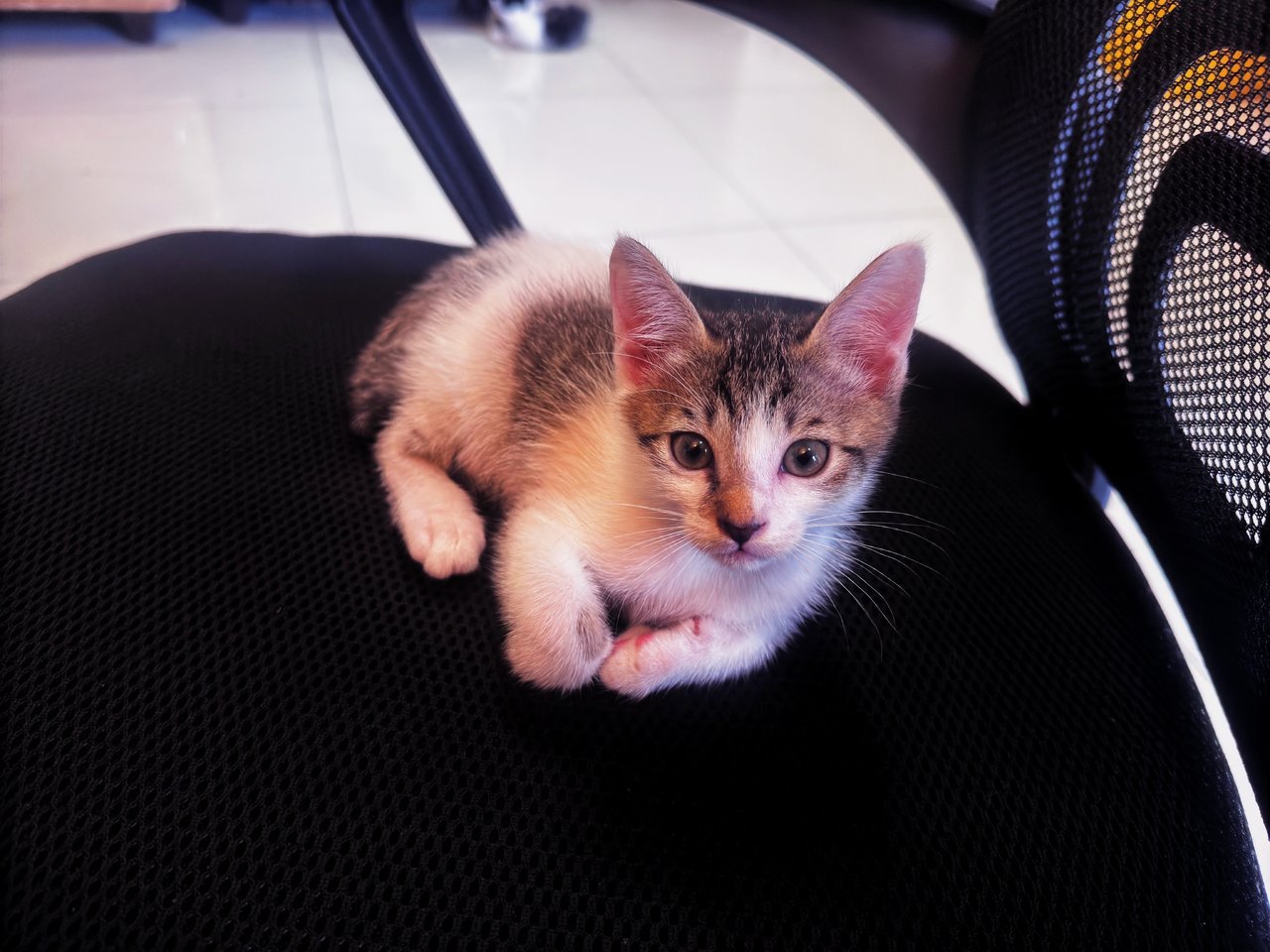 Momo - Domestic Short Hair Cat