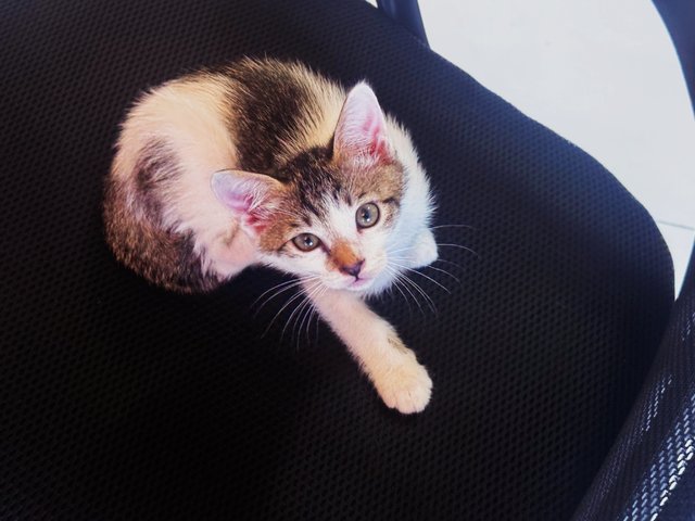 Momo - Domestic Short Hair Cat