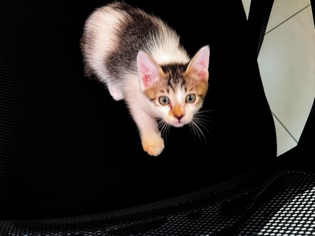 Momo - Domestic Short Hair Cat