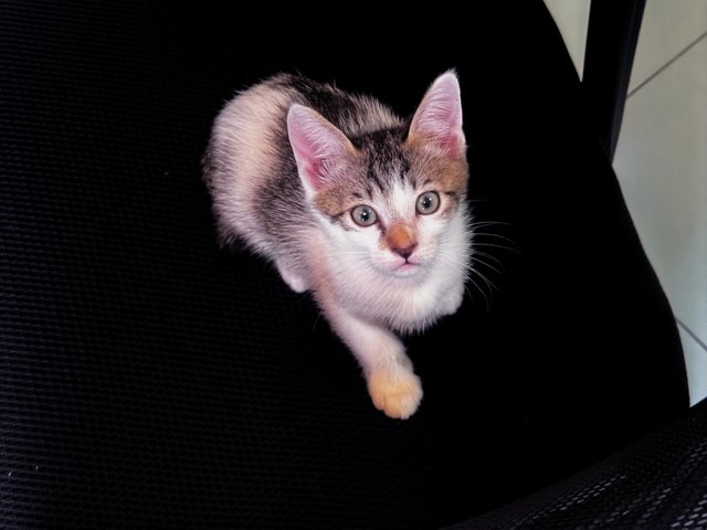 Momo - Domestic Short Hair Cat