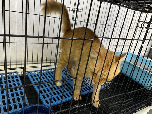 Cheddar - Domestic Long Hair Cat