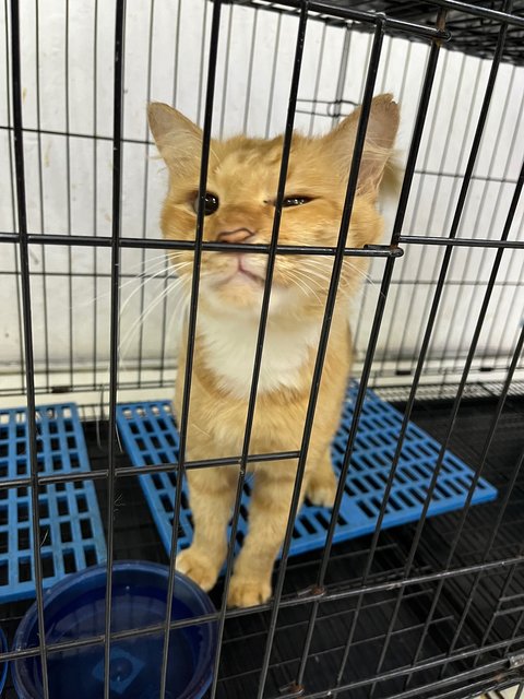 Cheddar - Domestic Long Hair Cat