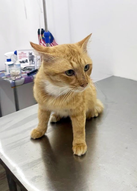 Cheddar - Domestic Long Hair Cat