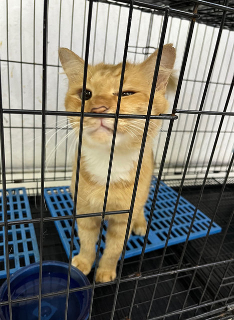 Cheddar - Domestic Long Hair Cat