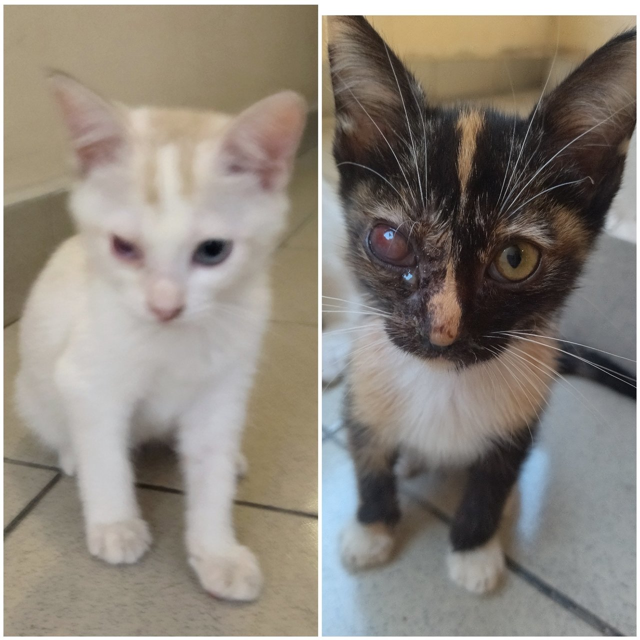 The One Eye Bandits - Domestic Short Hair Cat