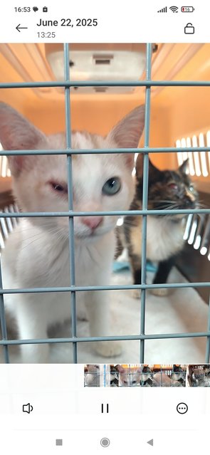 The One Eye Bandits - Domestic Short Hair Cat