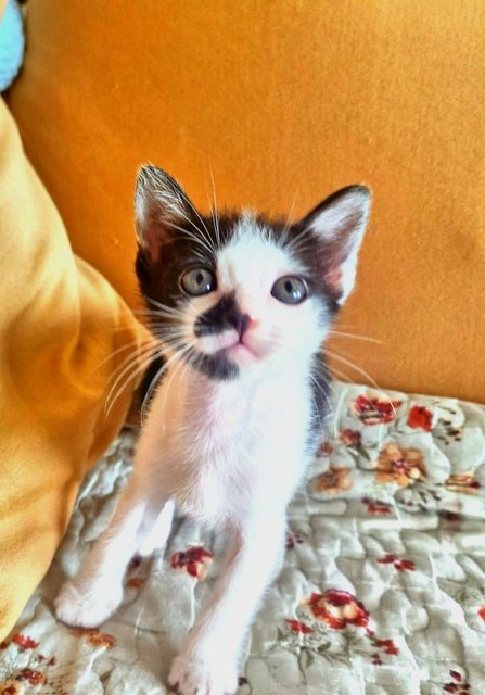 Furby &amp; Inky!  - Domestic Medium Hair Cat