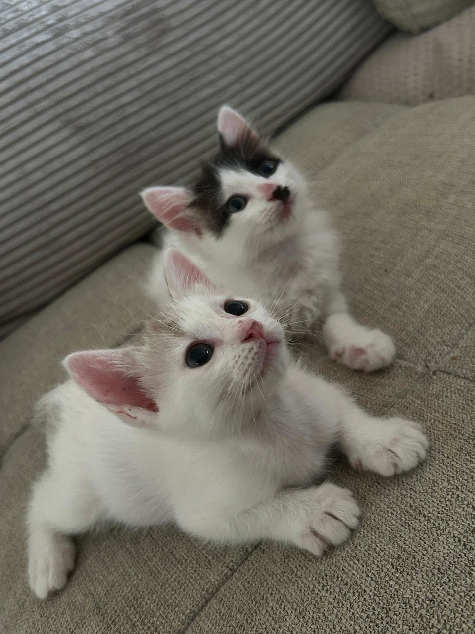 Cherry And Cruz - Domestic Short Hair + Domestic Medium Hair Cat